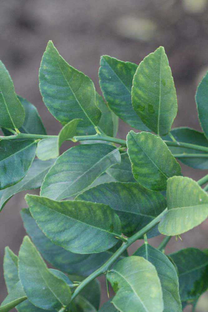            Shade leaves (Schaub, Riverside, CA)   